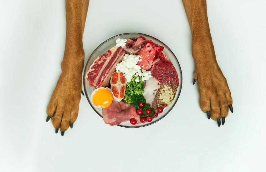 Leer etiquetas de comida para tu mascota