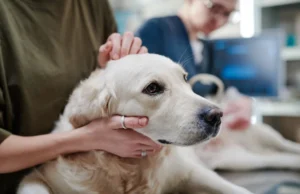 Alergias alimentarias en mascotas: identificación de síntomas e higiene de la piel.