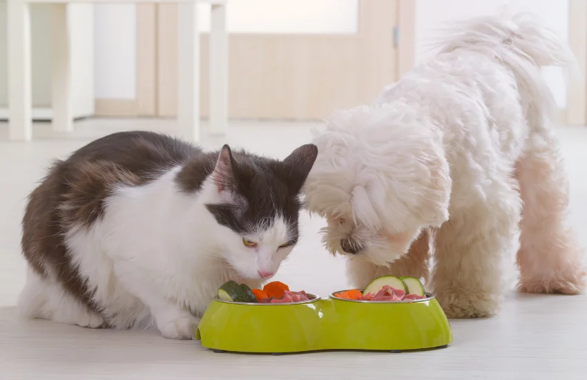 Complementos nutricionales para perros y gatos: salud y refuerzo digestivo diario.