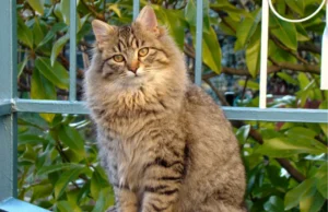 Cuidado básico de gatos: guía de bienestar y salud felina para el hogar.