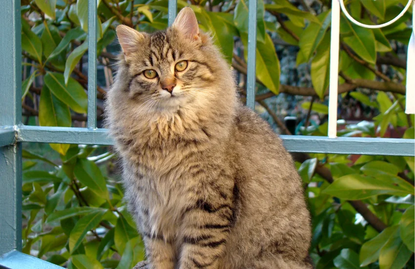 Cuidado básico de gatos: guía de bienestar y salud felina para el hogar.