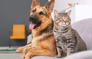 Probióticos para perros y gatos: beneficios para la salud digestiva e inmune.